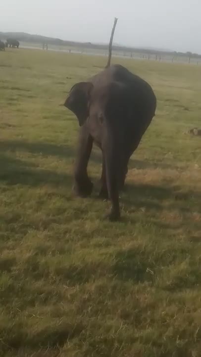 An Elephant in a hurry