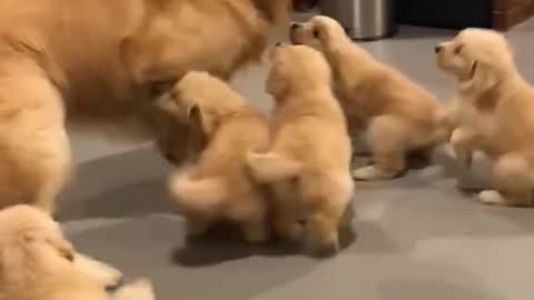 Family golden reterver puppies