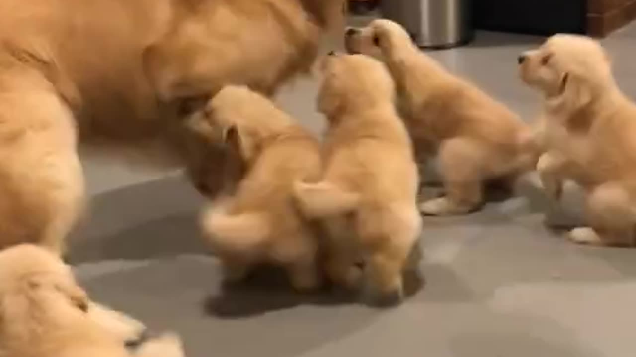 Family golden reterver puppies