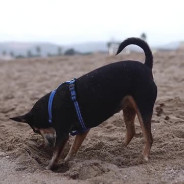A Rottweiler dog in a pet harness digging ! funny dog short videos ! funny dog videos 2021 clean