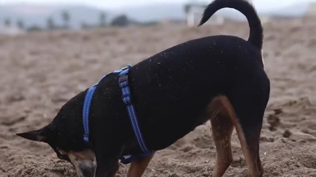 A Rottweiler dog in a pet harness digging ! funny dog short videos ! funny dog videos 2021 clean