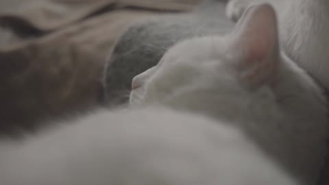 Cute cat || sleeping white cat