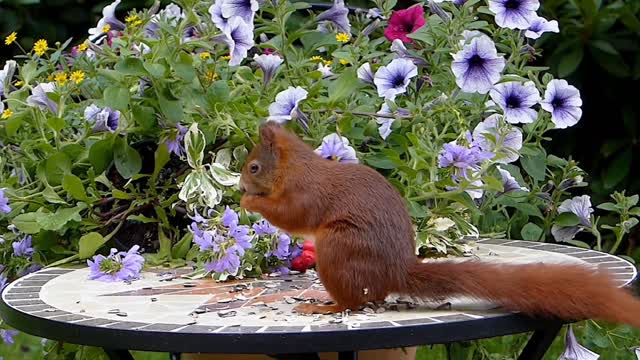 Natural scenery/Squirrels eating