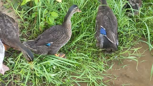 Ducks First Dip in Lake Catherine