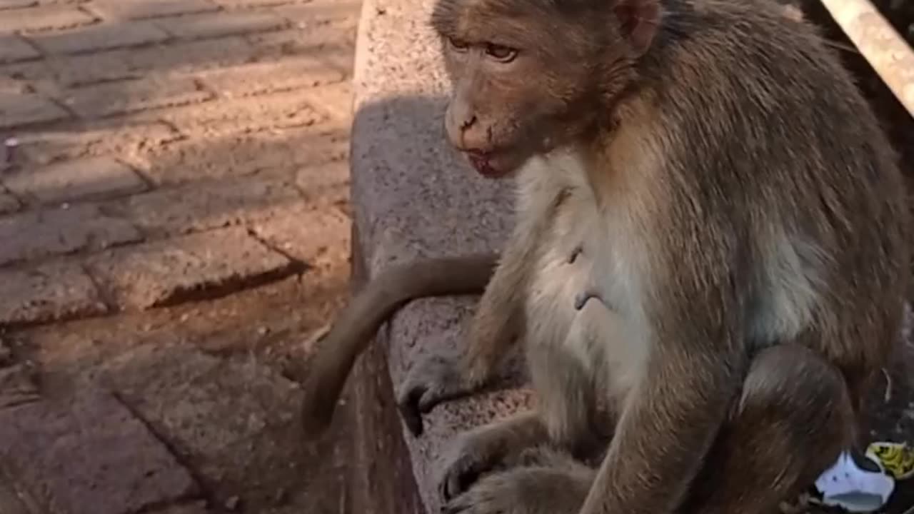 Monkey 🐒kids playing funny and cute moments