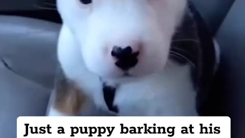 Puppy logic - barks at hiccups, thinking they're intruders 🗣️😆