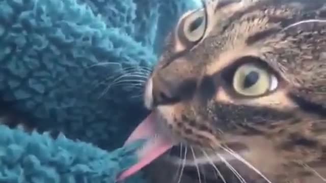 Funny cat act.