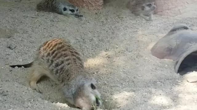 Cute meerkat