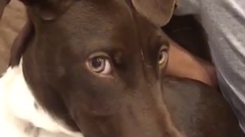 Brown white dog on chair puts paw over camera