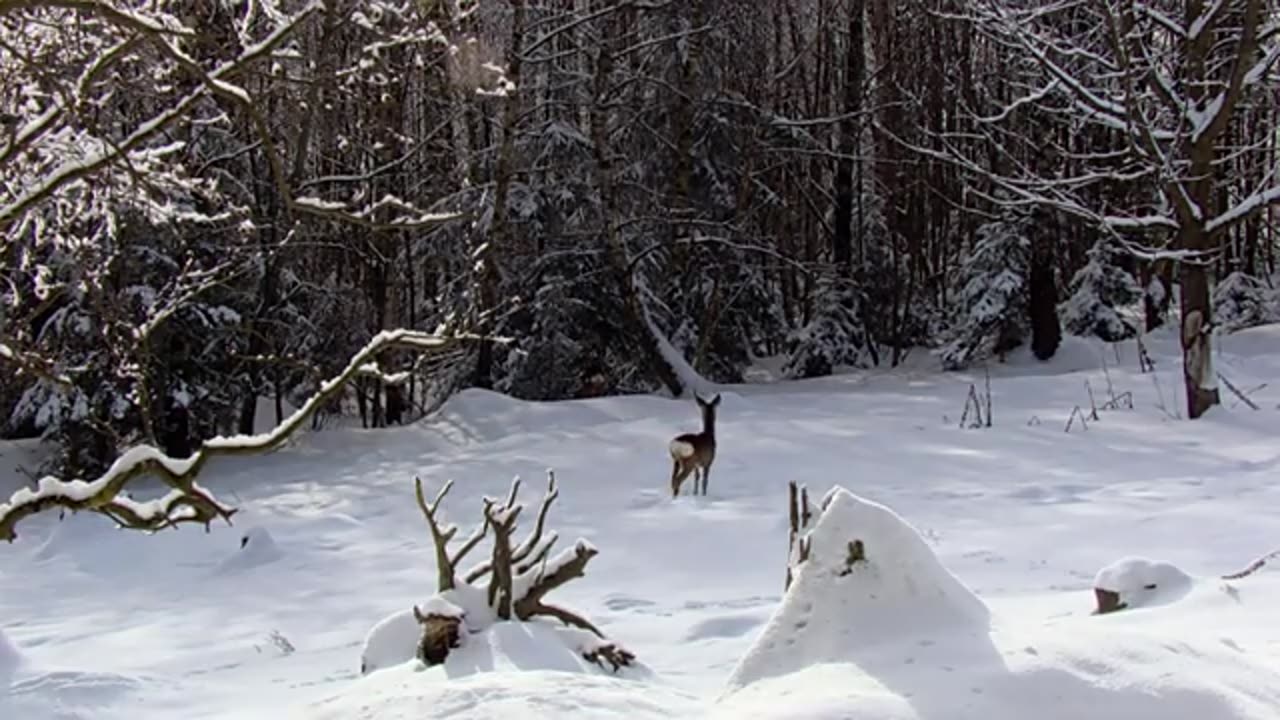 Christmas Winter Wonderland Wildlife Documentary