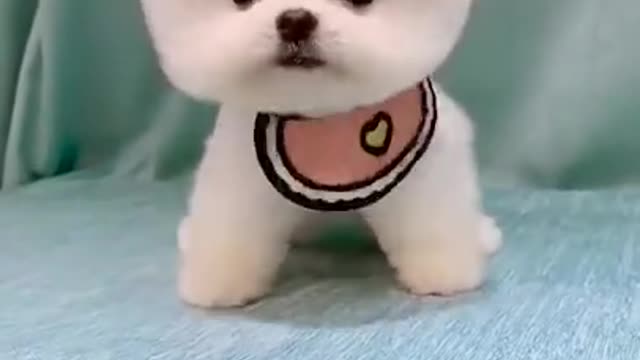 TIENES QUE VER EL PERRITO MÁS ADORABLE 😍