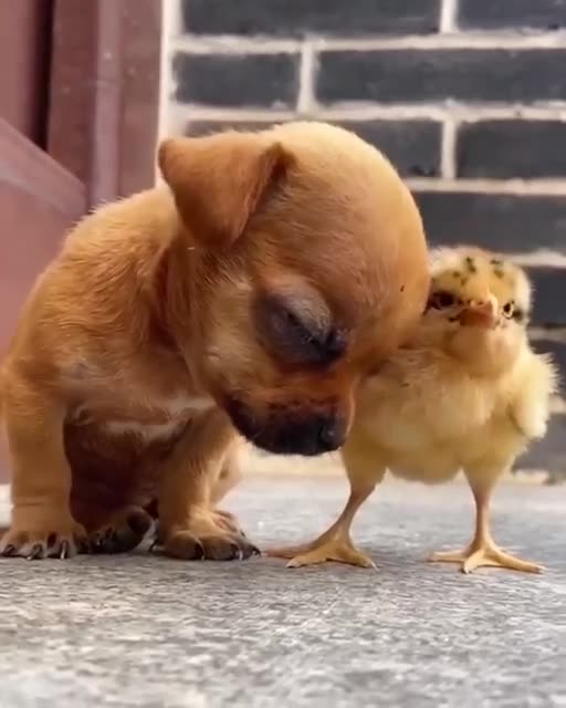 Hey you can’t sleep you are my protector 🤣😂🤣