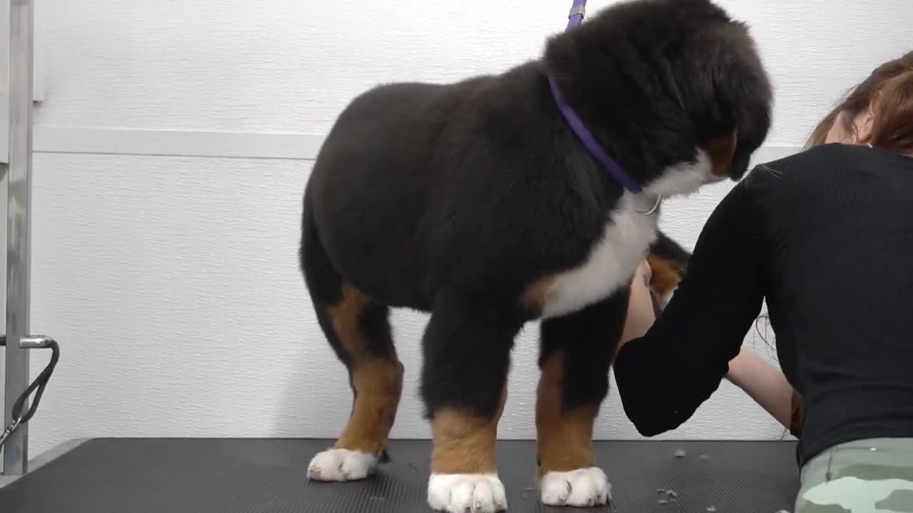 Bernese Mountain Dog puppy cheeks flap in the wind