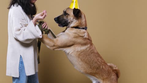 Dog Training - How to Train Your Dog #shorts