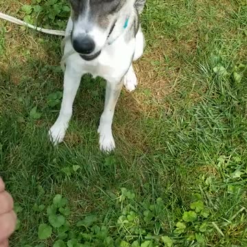 Pepper was working on her redirect exercise today