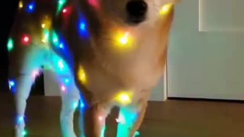 Dog is coming