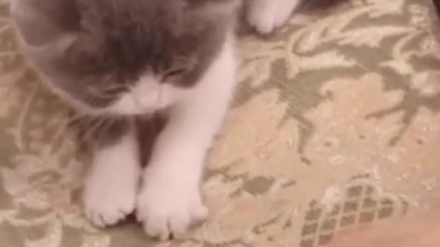 Funny dogs and cats- Try not to laugh