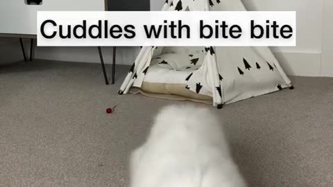 Video Funny Cats 17