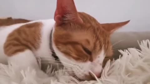 This cat wants to sleep