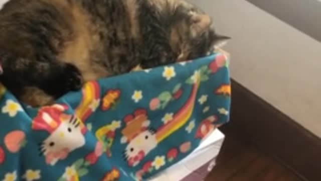 My Cat pretends to sleep to avoid taking her medicine