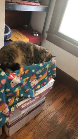 My Cat pretends to sleep to avoid taking her medicine