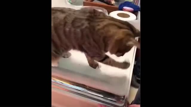 Funny video about cats