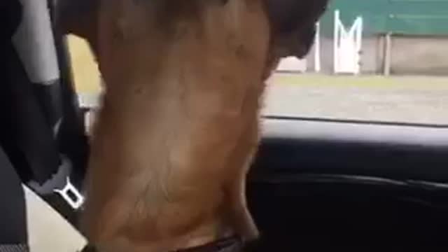Chihuahua in car keeps snapping at fly