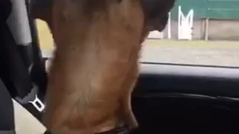 Chihuahua in car keeps snapping at fly