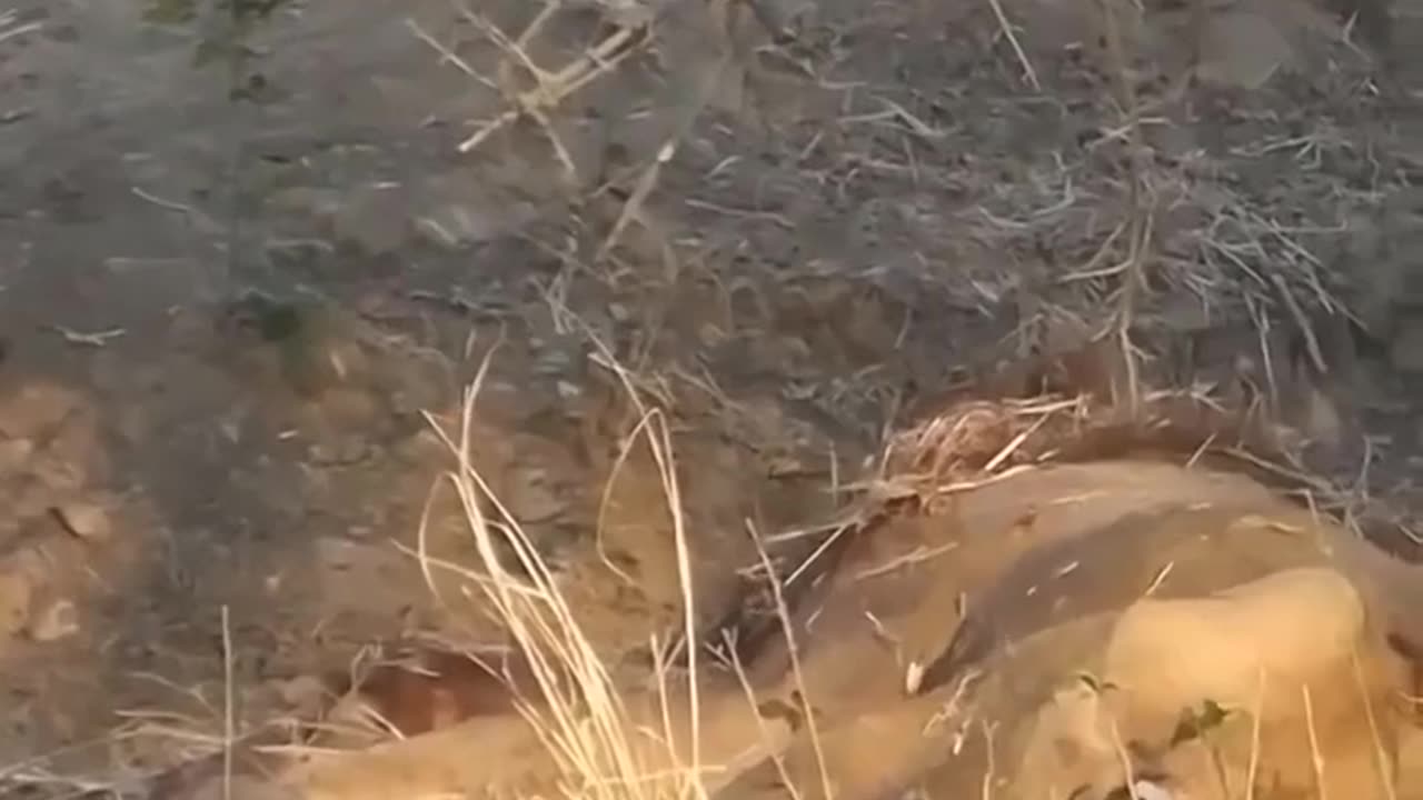 Lion vs Buffalo : When You decide face the Fear