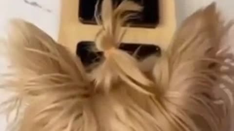 That ponytail though