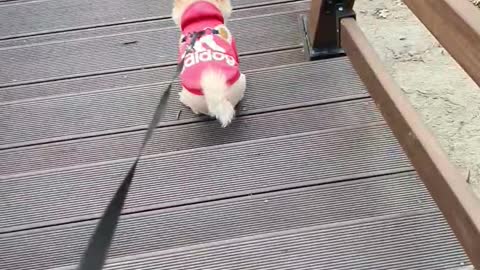 Brown Pomeranian going down the Wooden stairs