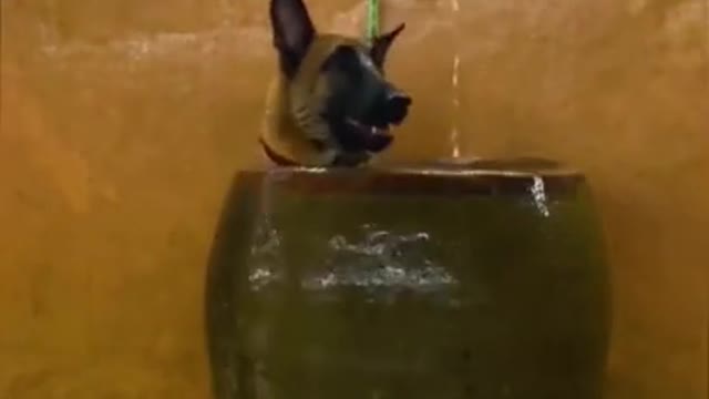Cutest dog fun