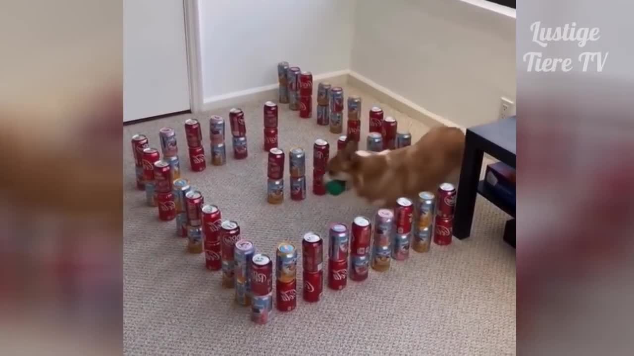 Super Cute Funny Cats and Dogs Compilation , funny fails