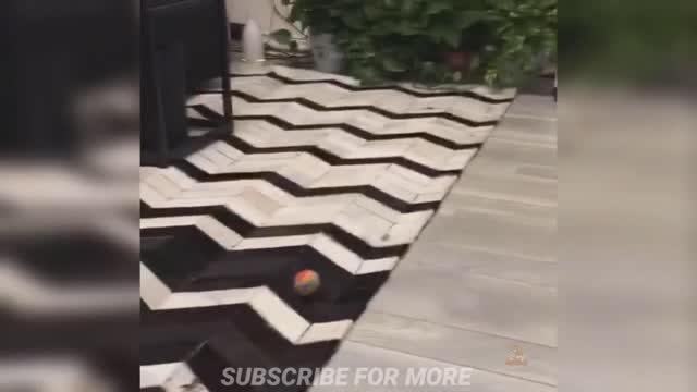 Wow 😂 | two funny cats playing with ball | see what happen 😱🤯