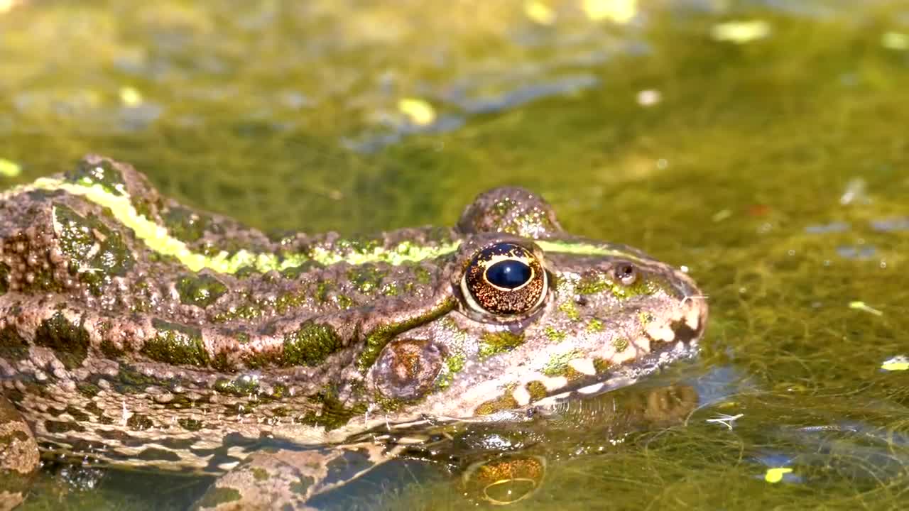 Green frog blinking in the swamp water