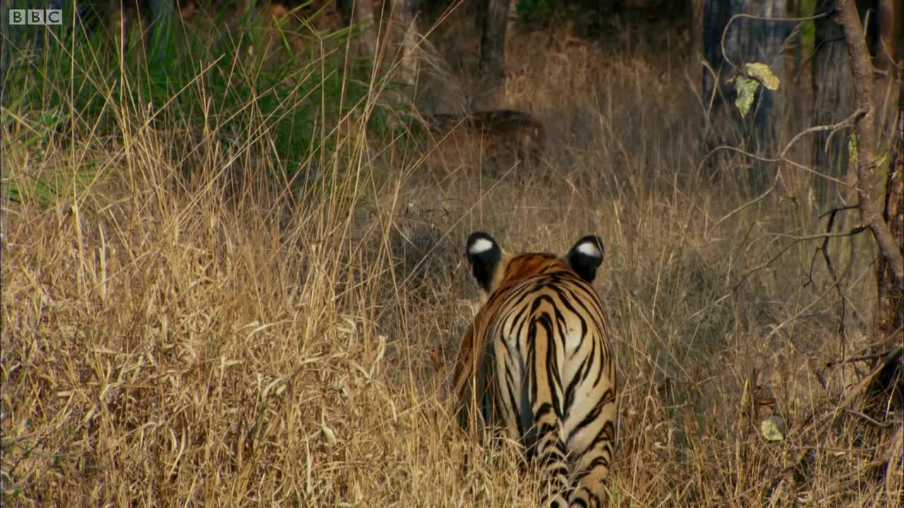 Tiger Cub's First Prey | David Attenborough | Tiger | Spy in the Jungle | BBC Earth