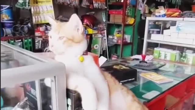 Funny Kitten Video Episode 5