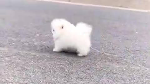 A tiny baby dog