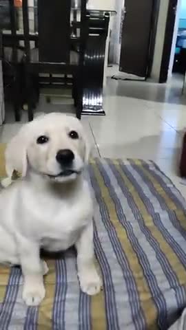 This dog is so cute #rumble