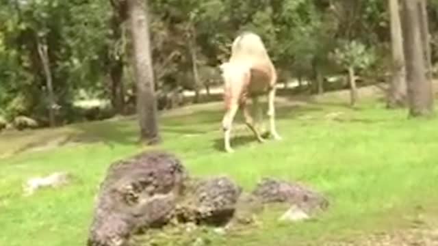 Extreme Exotic Animal