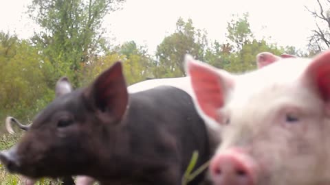 The piglets have been waiting impatiently for their owners to feed them