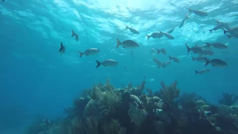 Bermuda Chubs!