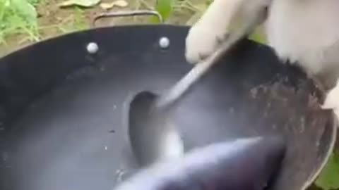 Is This Dog Really Cooking? 🐕🐶