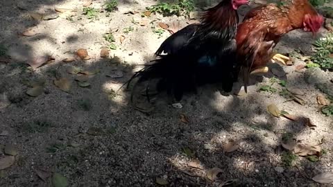 The battle between the two chickens