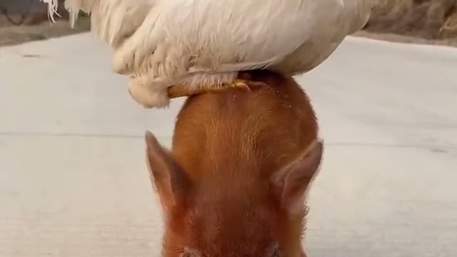 Puppies riding on chickens so cute