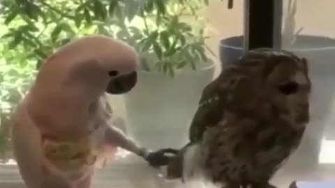 Best Funny Animal Video of the year