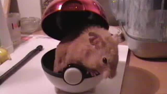 Pokemon Hamster
