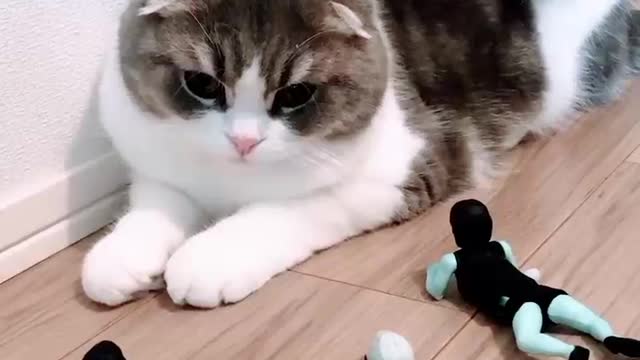 Cat funny scene