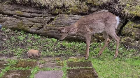 Friendly deer really wants to befriend little bunny rabbit