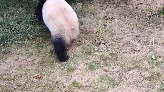 The panda